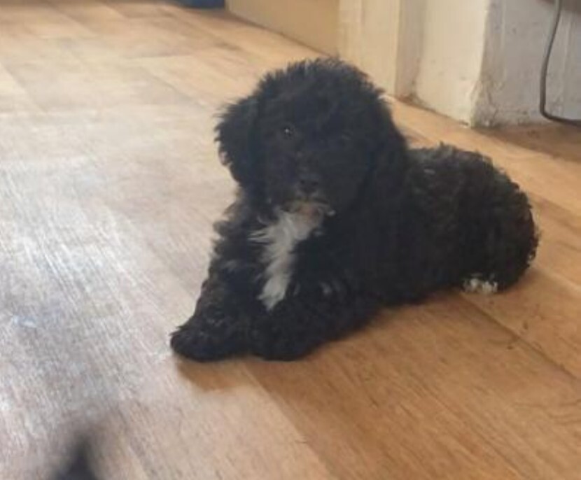 portuguese water dog gumtree